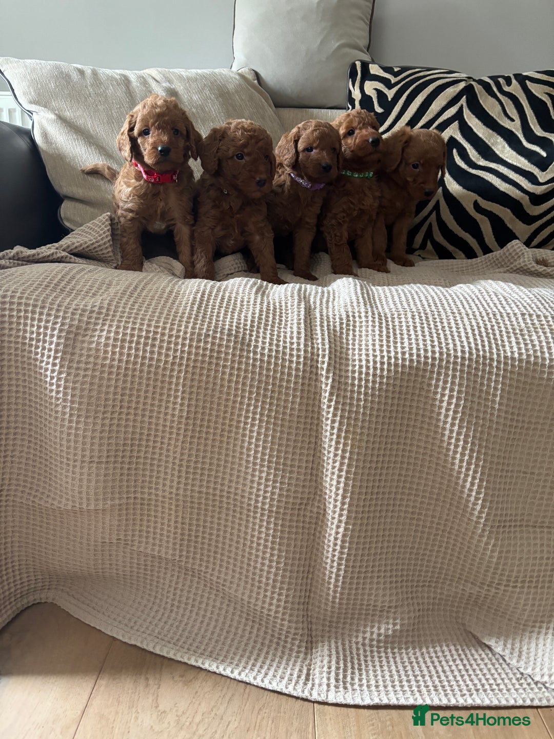 Labradoodle dogs for sale: Red curly labradoodles (F1b) - Image 4