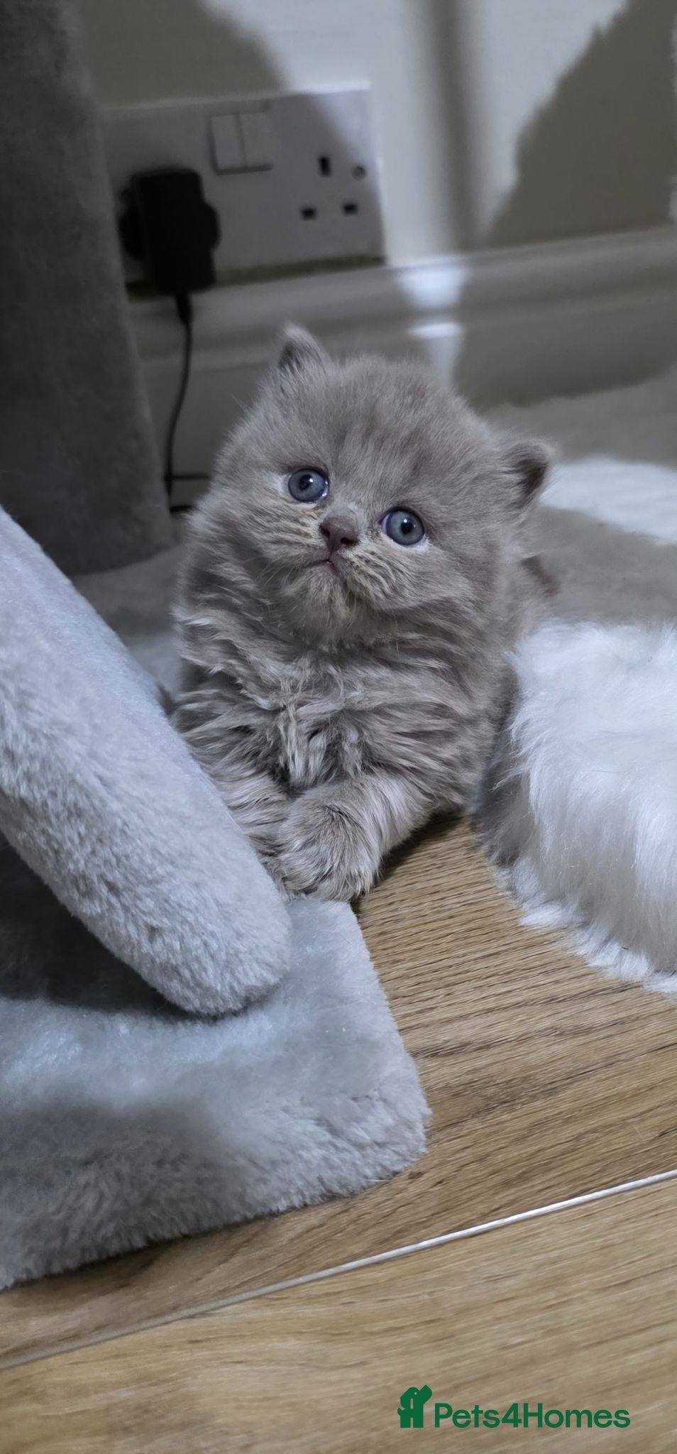 British Shorthair cats Beautiful champion GCCF British Shorthair Kittens  - Advert 8