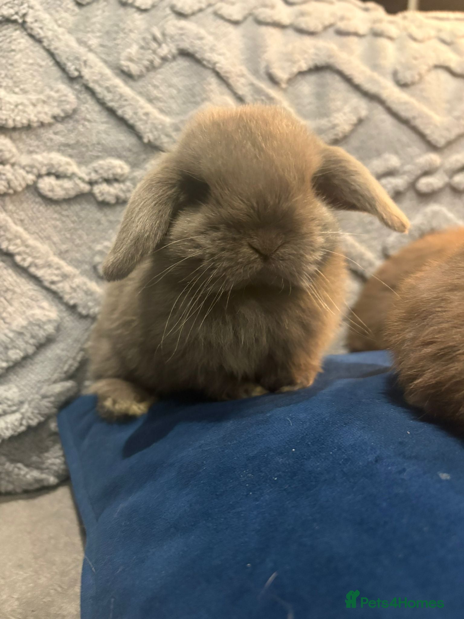 Mini Lop rabbits Adorable Mini Lop Bunnies Ready for Loving Homes - Advert 11