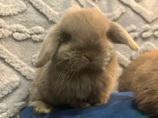 Mini Lop rabbits Adorable Mini Lop Bunnies Ready for Loving Homes - Advert 11