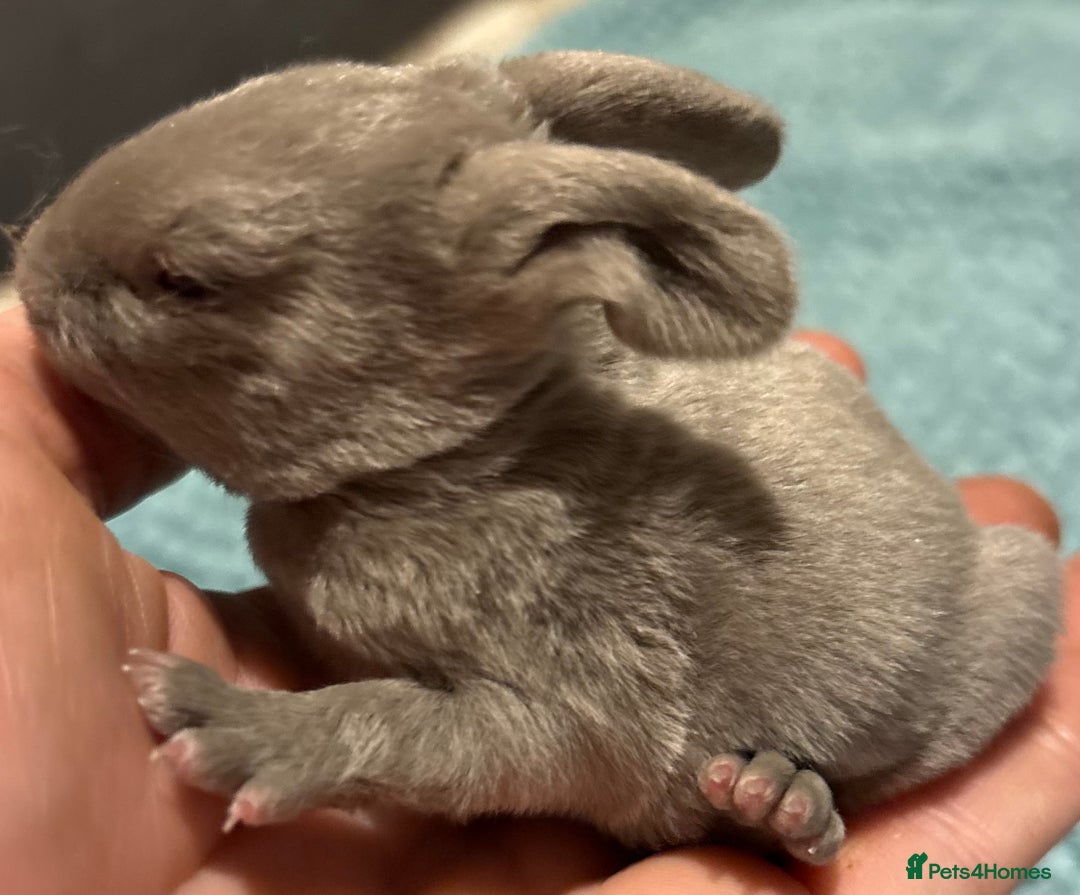 Rex rabbits for sale: Two beautiful rabbit litters - Image 2