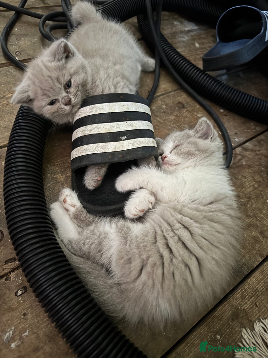British Shorthair cats for sale: Beautiful litter of British short hair kittens - Image 16