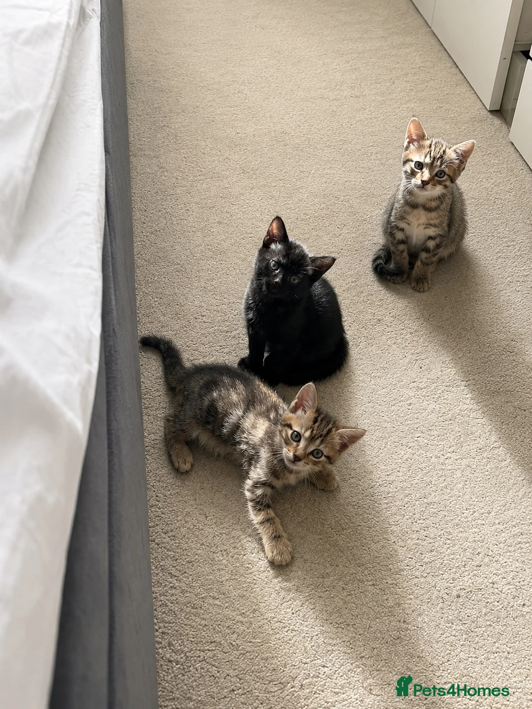 Mixed Breed cats for sale: Mixed breed kittens available  in Prescot - Advert 5
