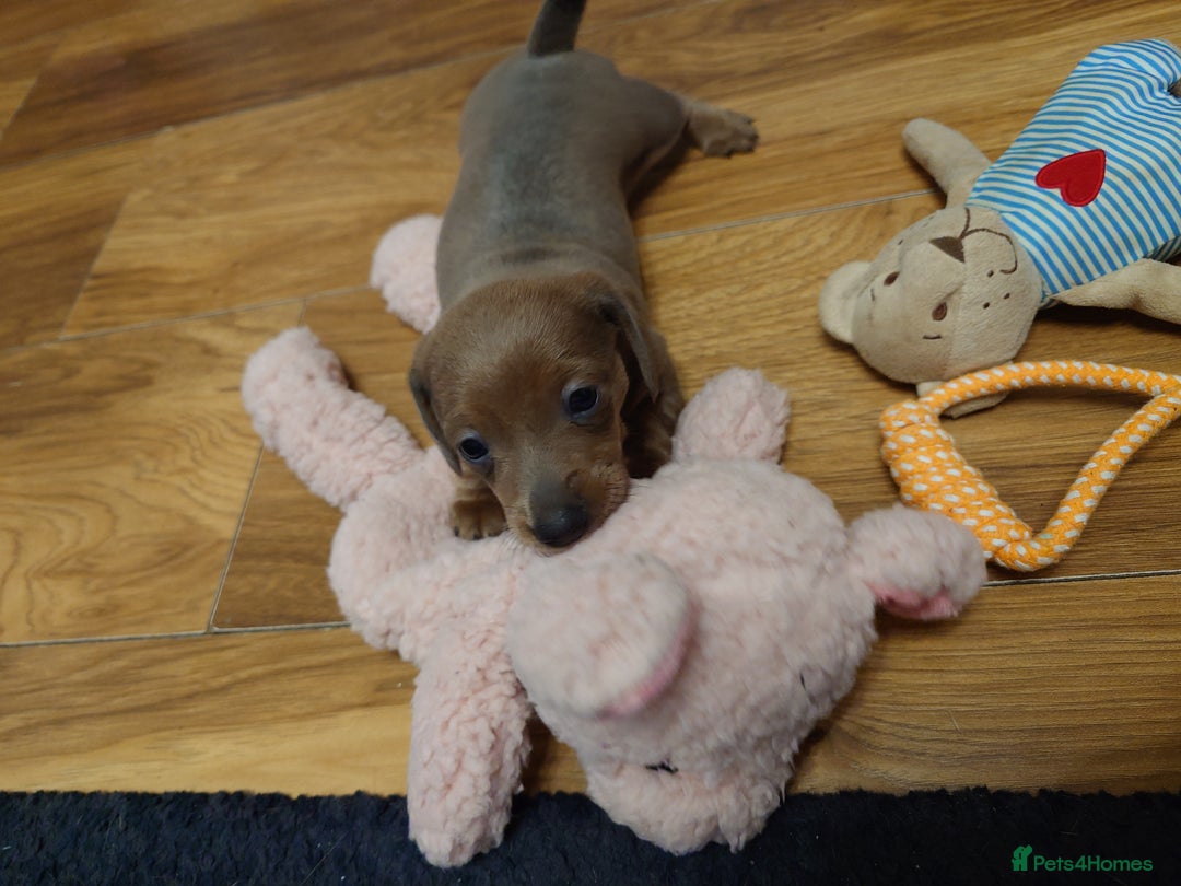 Miniature Dachshund dogs for sale: Beautiful girl, miniature dachshund  - Advert 6