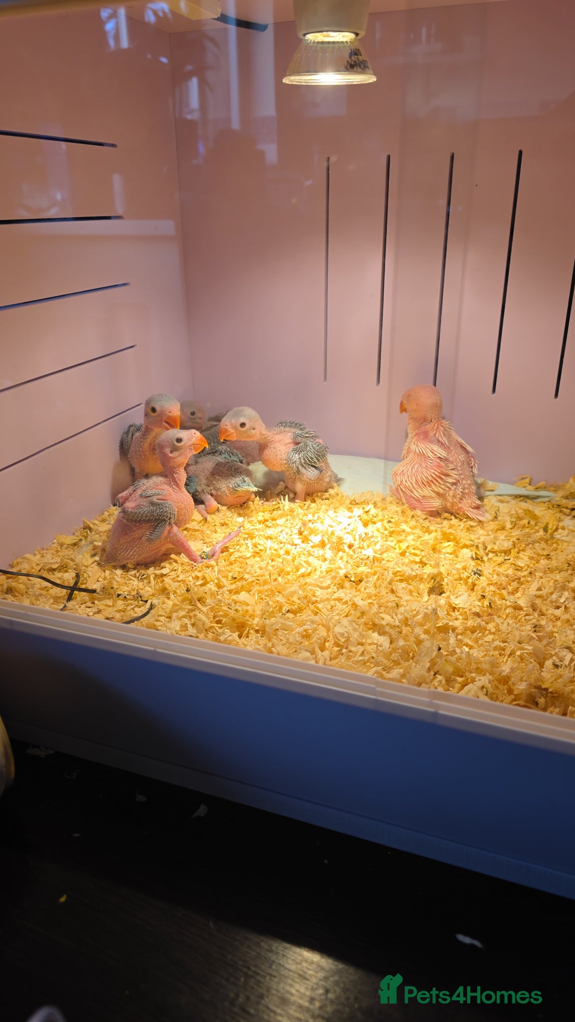 Ringnecks birds Hand reared baby ringnecks  - Advert 2