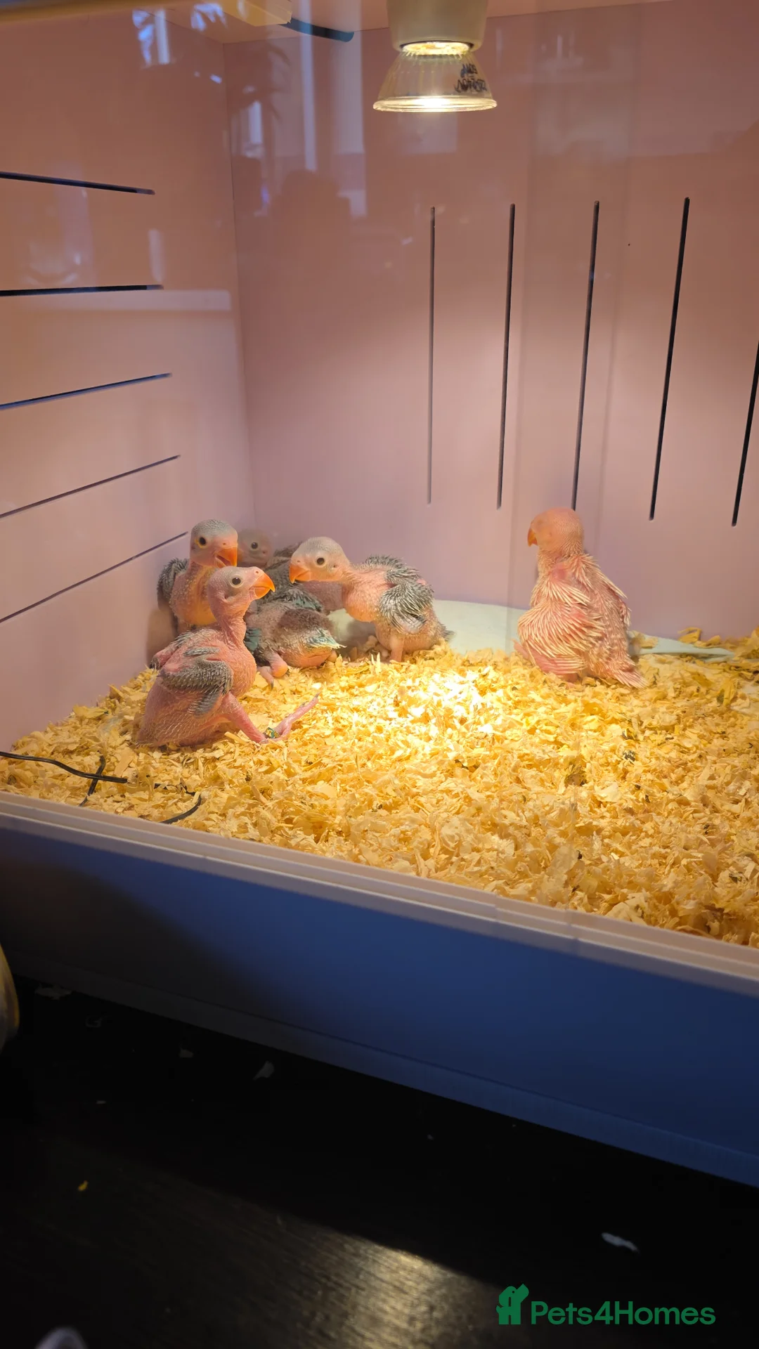 Ringnecks birds for sale: Hand reared baby ringnecks  in Rugby - Advert 2