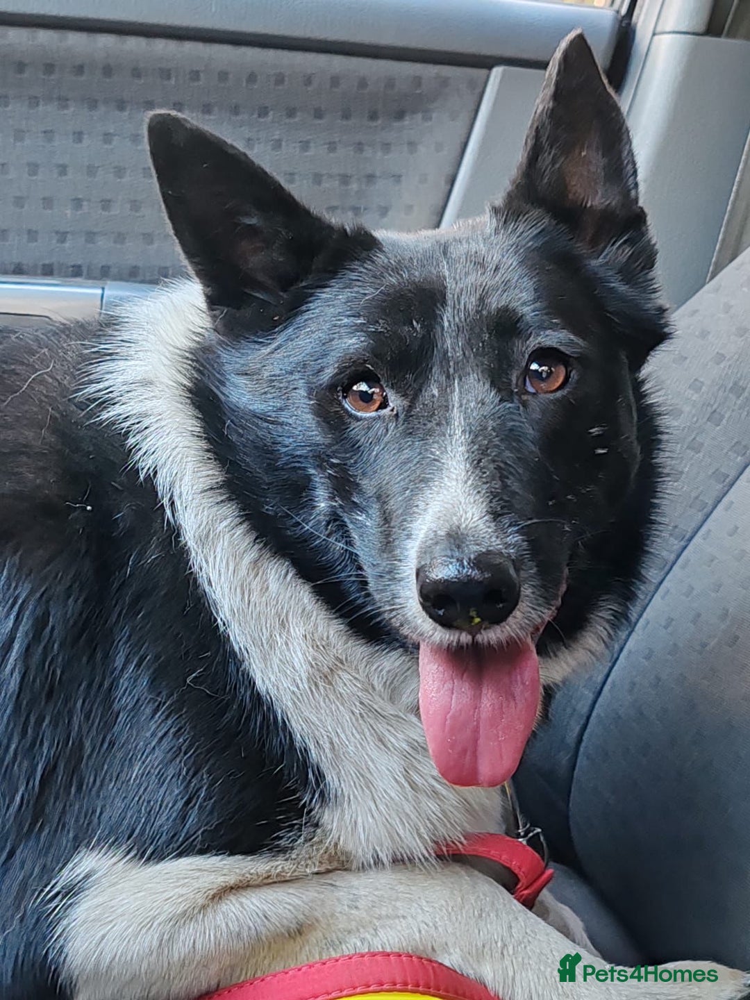 Border Collie dogs for adoption: JULIET – Border Collie (Female) - Advert 1