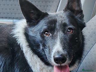 Border Collie dogs JULIET – Border Collie (Female) - Advert 4