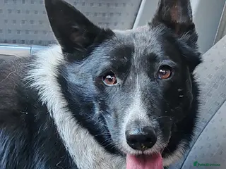 Border Collie dogs JULIET – Border Collie (Female) - Advert 18