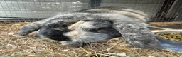 Mini Lop rabbits for sale: 2 Male Mini Lops  - Advert 10