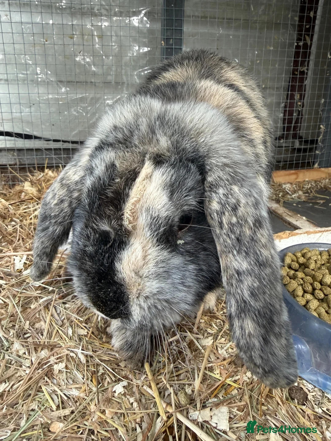 Mini Lop rabbits for sale: 2 Male Mini Lops  - Advert 10