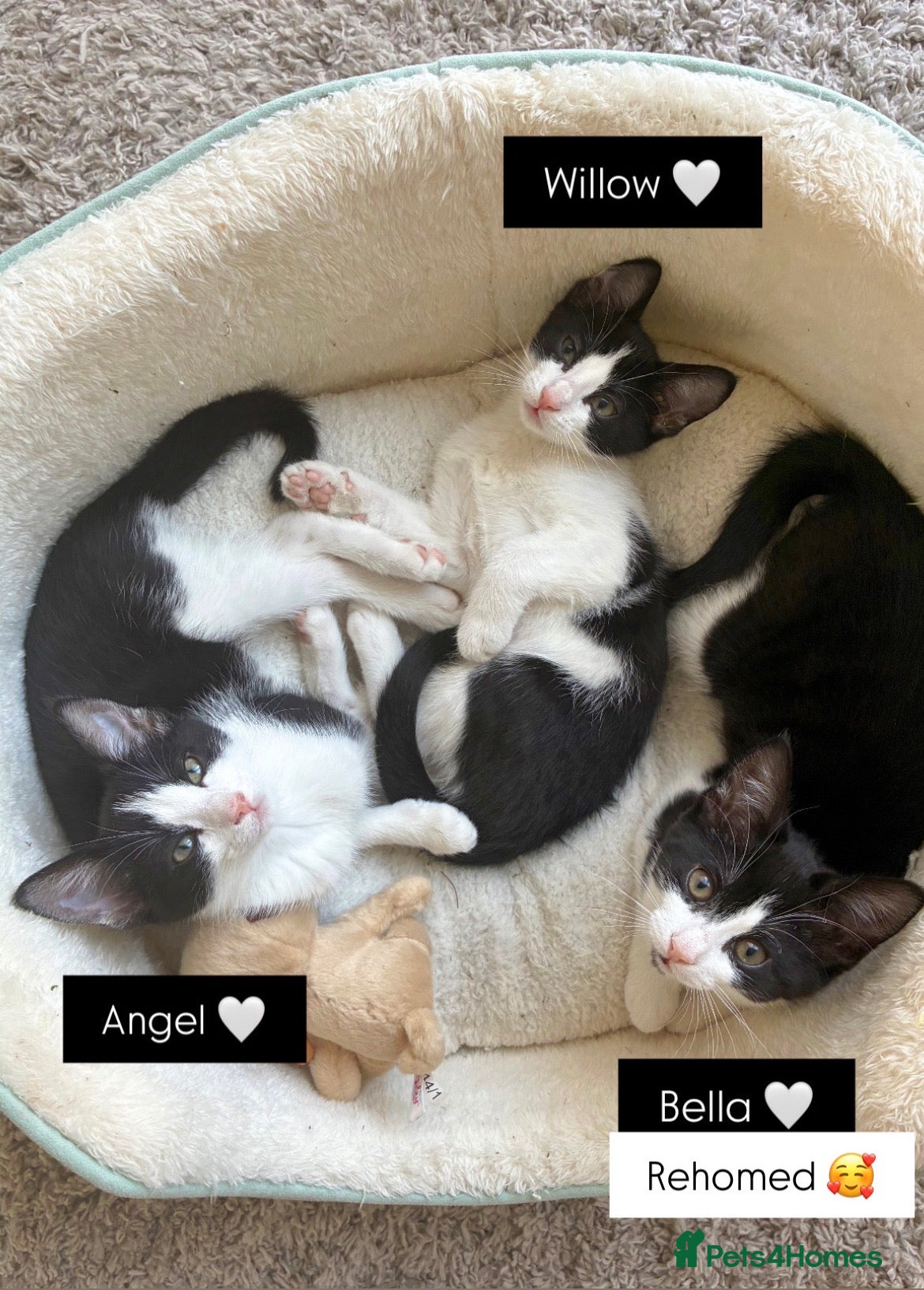 Domestic Shorthair cats 3 Beautiful Fluffy Female Kittens Black and White. - Advert 5
