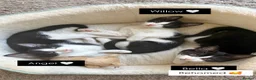 Domestic Shorthair cats for sale: 3 Beautiful Fluffy Female Kittens Black and White. - Advert 1