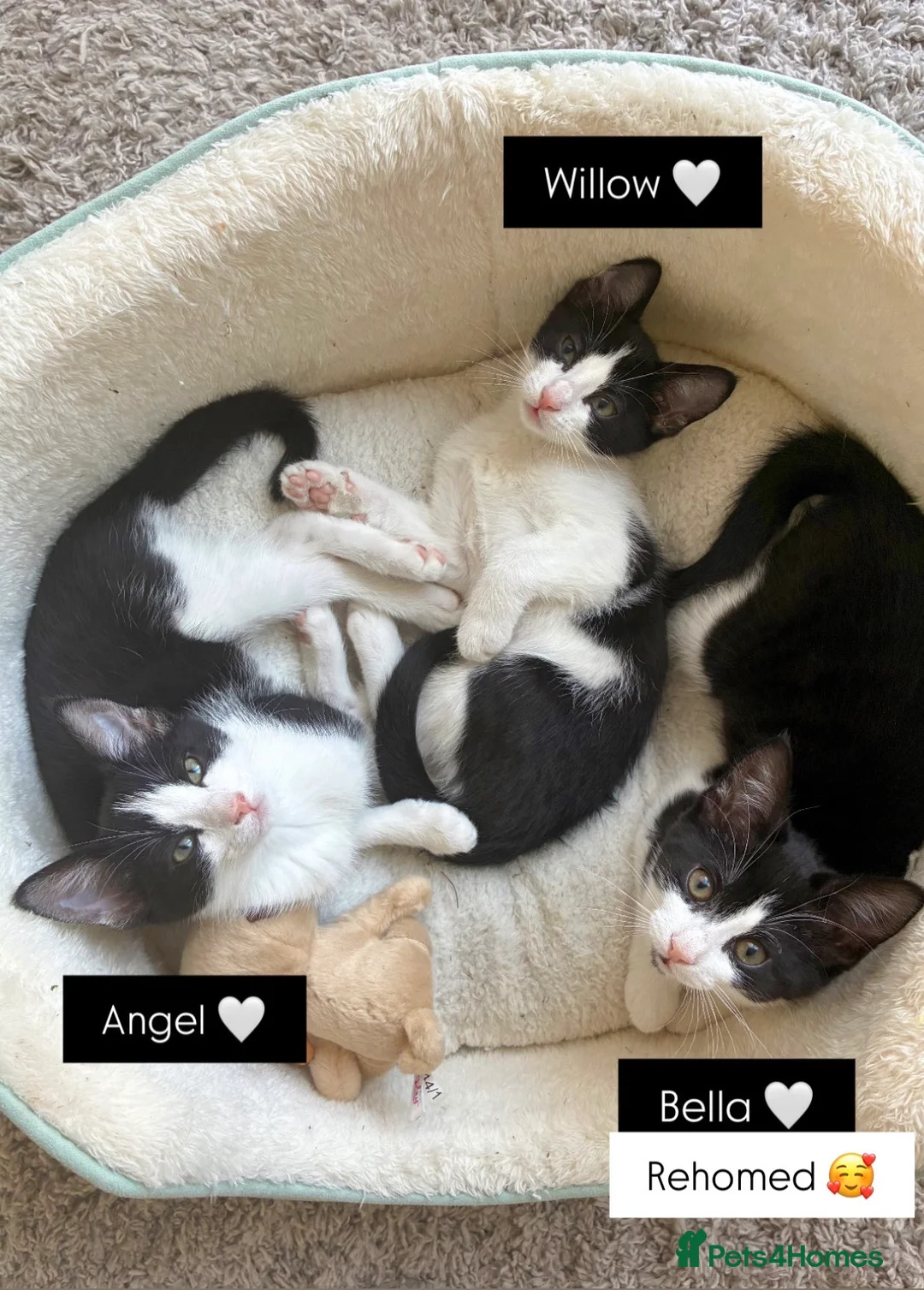 Domestic Shorthair cats for sale: 3 Beautiful Fluffy Female Kittens Black and White. - Advert 1