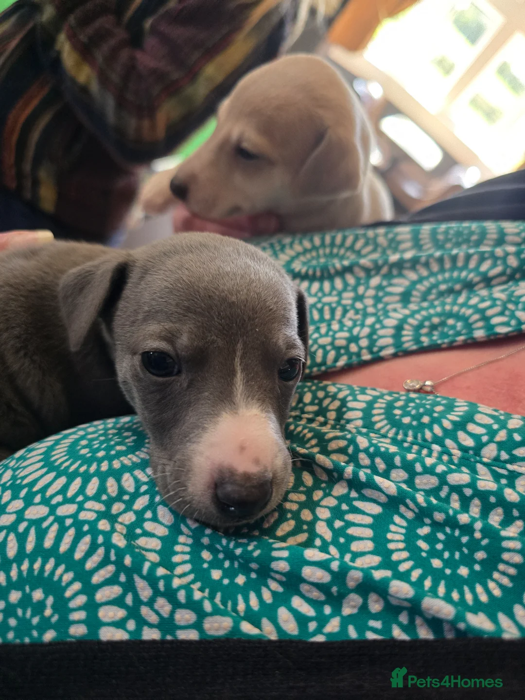 Mixed Breed dogs for sale: Wiggy puppies-Italian Greyhound x Whippet in Halifax - Advert 21