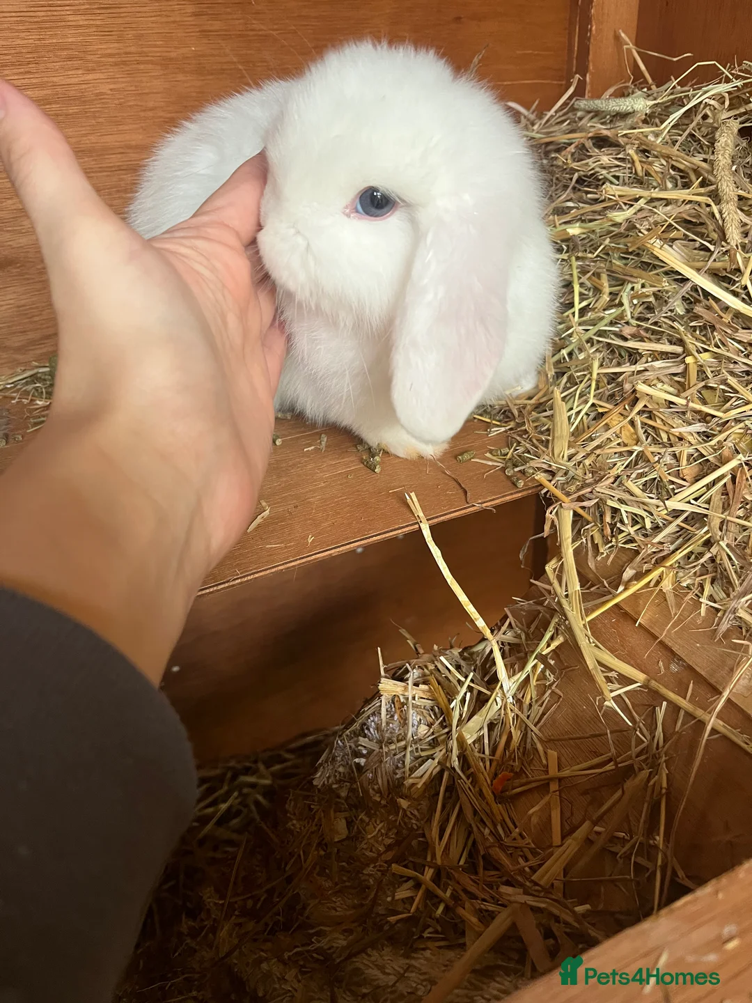 Mini Lop rabbits for sale: Beautiful bunny  - Advert 1