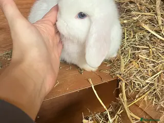 Mini Lop rabbits Beautiful bunny - Advert 1