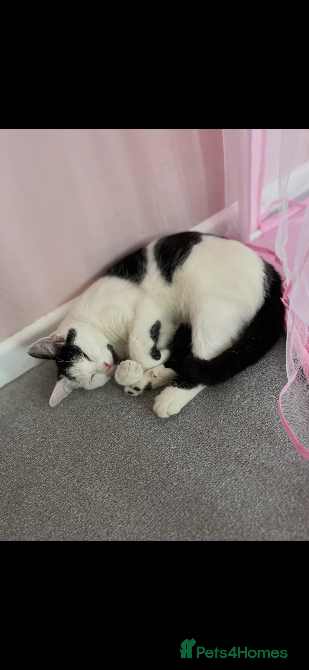Mixed Breed cats for sale: Male cat  in Bilston - Advert 2
