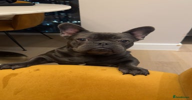 French Bulldog dogs French Bulldog Puppy – 7 Months Old, Male - Advert 9