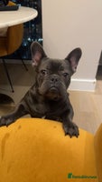 French Bulldog dogs French Bulldog Puppy – 7 Months Old, Male - Advert 9