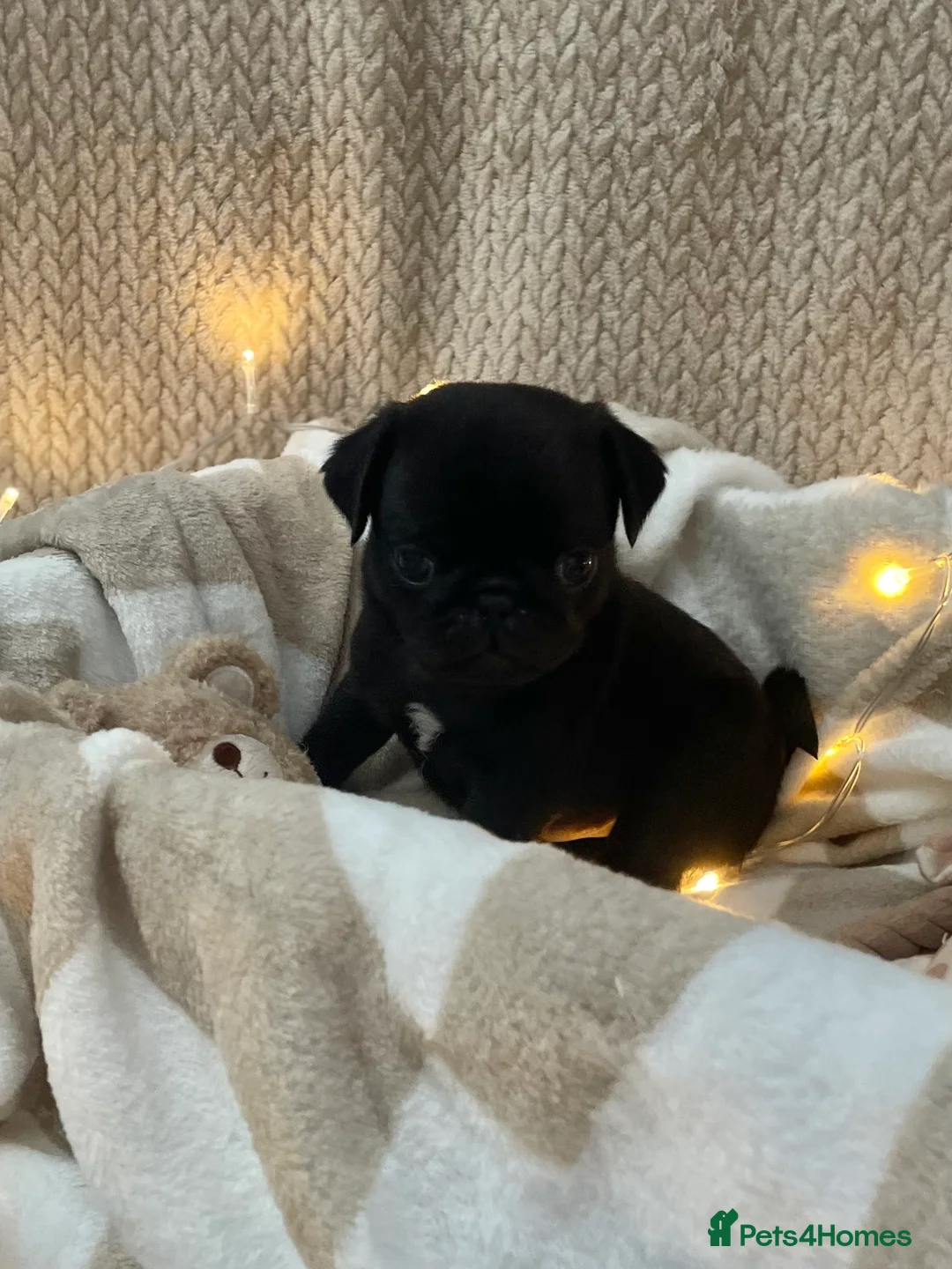 Pug dogs for sale: Boys Boys Boys!! Gorgeous litter of handsome males in Kidderminster - Advert 2