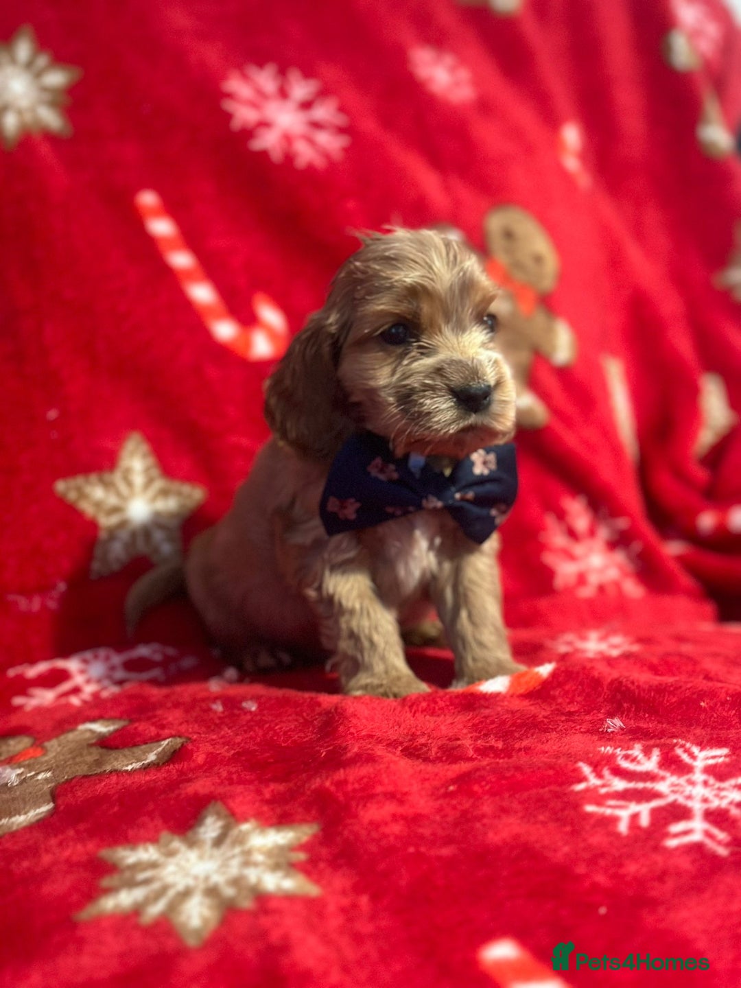 Cocker Spaniel dogs for sale: 🌟STUNNING SHOW COCKER SPANIEL BABIES🌟1 Boy left  - Advert 28