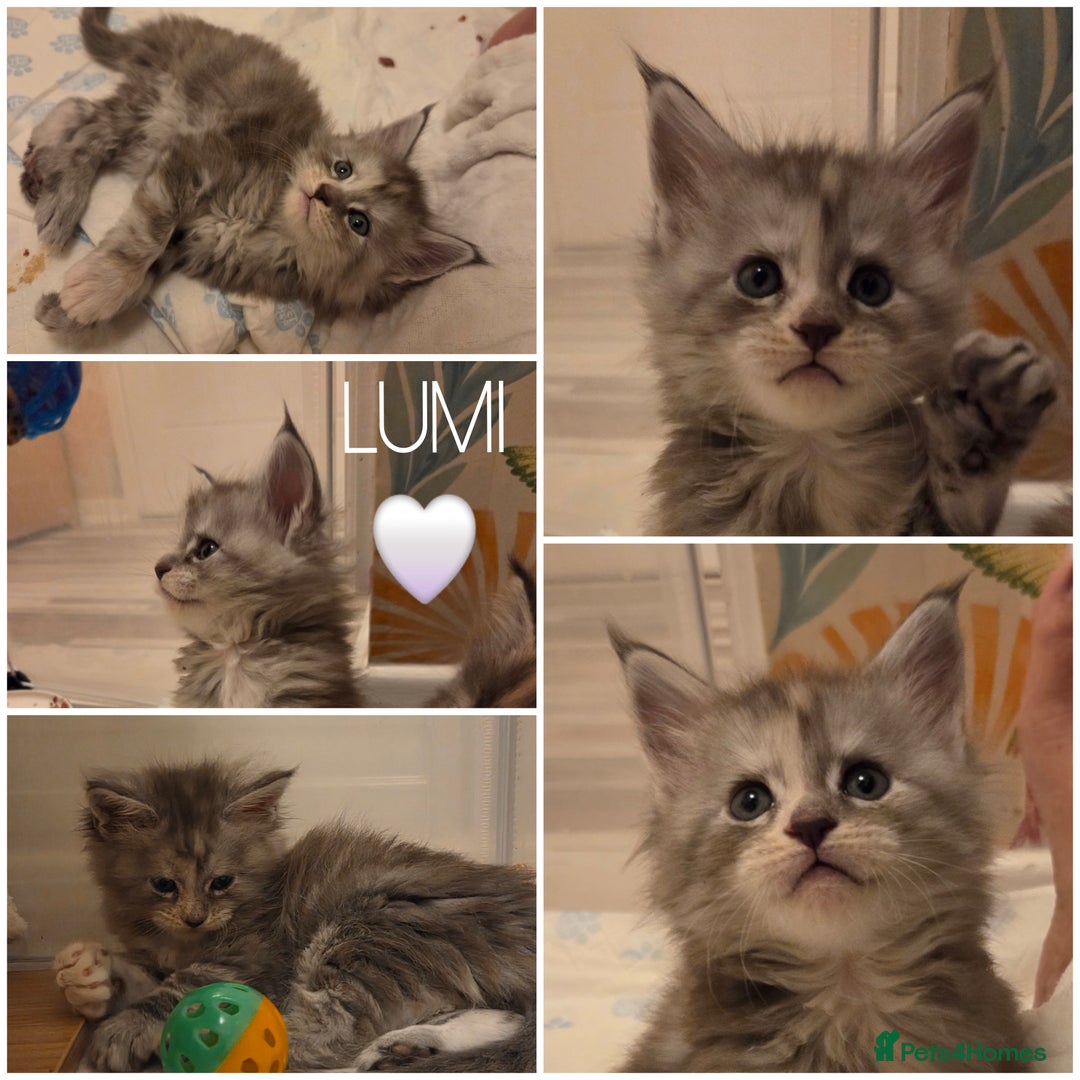 Maine Coon cats for sale: Stunning quality silver Tica Mainecoon kittens  - Advert 2