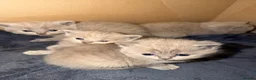 British Shorthair cats for sale: British shorthair kittens  - Advert 7