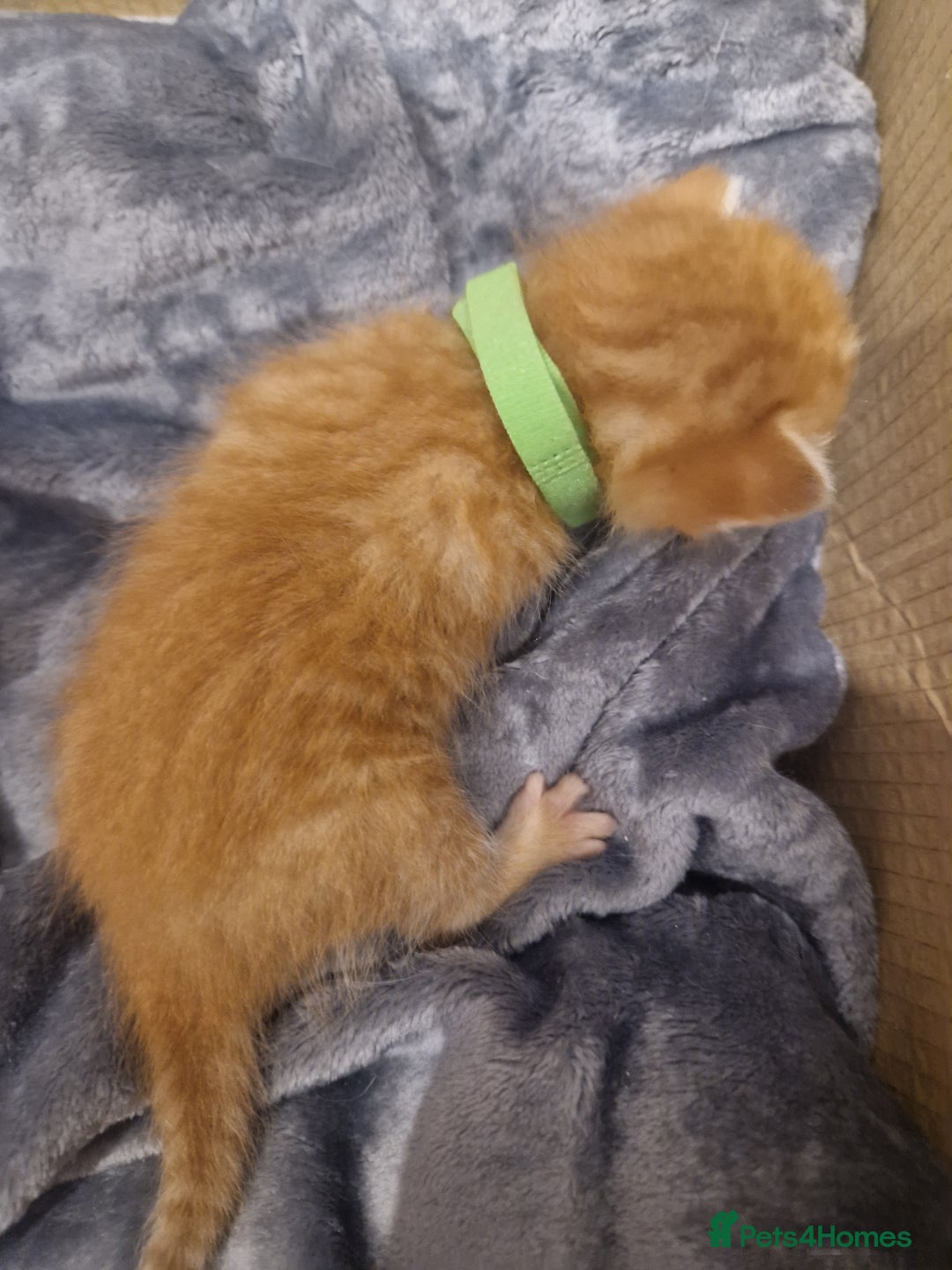 Mixed Breed cats for sale: Beautiful Kittens Available ✨️ in ELY - Image 10