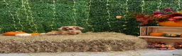 Miniature Dachshund dogs for sale: Miniature Long haired Dachshunds - Shaded Cream in Swindon - Advert 5