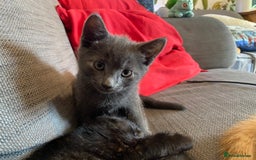 Domestic Shorthair cats for sale: Make kitten ready to leave - Image 6