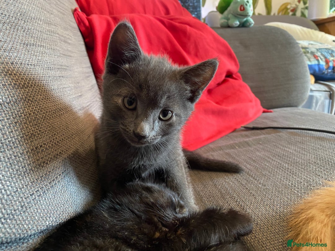 Domestic Shorthair cats for sale: Make kitten ready to leave - Image 6