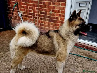 Akita dogs Akita pups READY - Advert 16