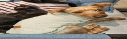 Yorkshire Terrier dogs for sale: Yorkshire terrier  - Advert 1