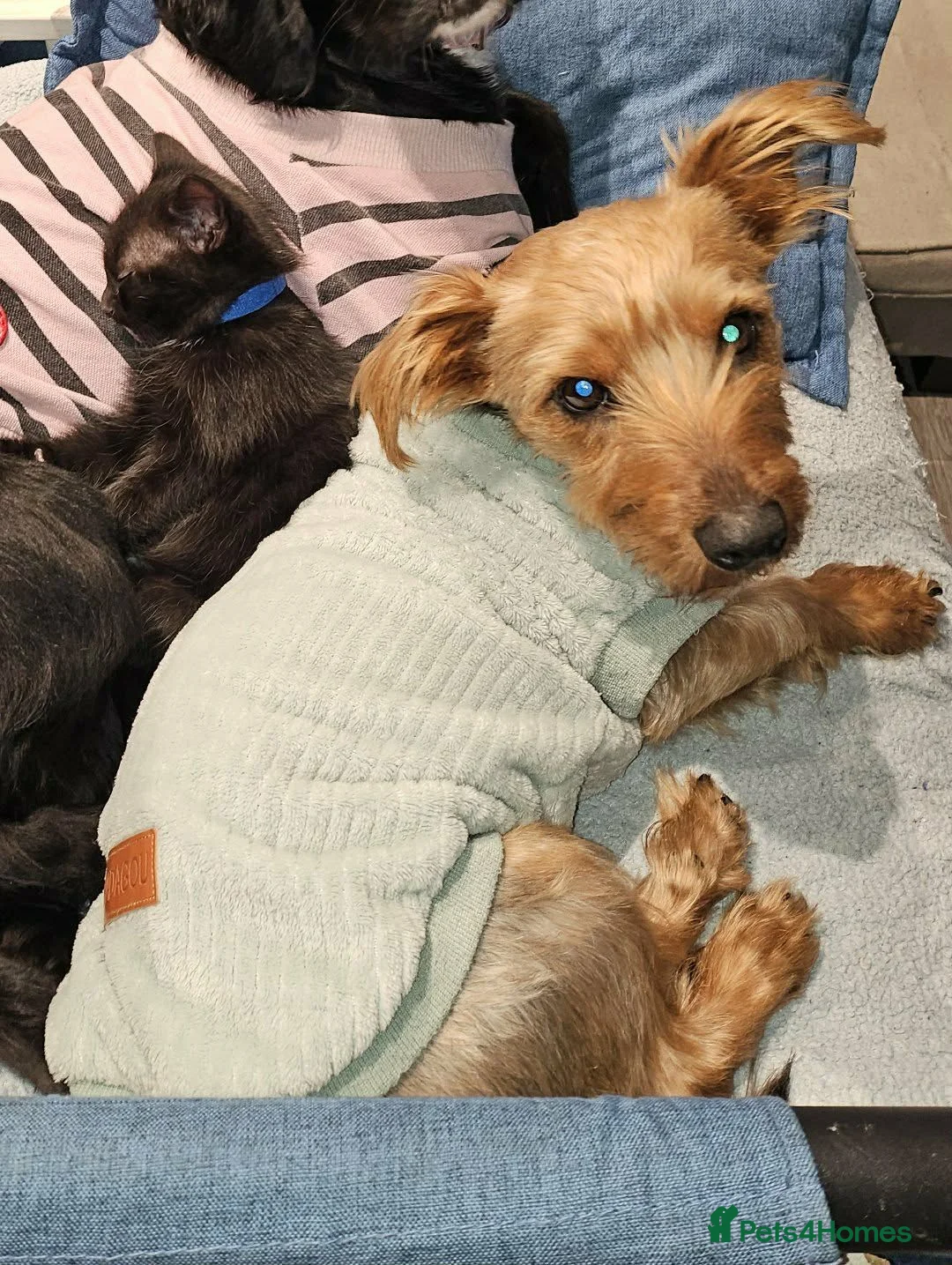 Yorkshire Terrier dogs for sale: Yorkshire terrier  - Advert 1