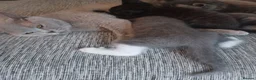Mixed Breed cats for sale: Maincoon cross kittens ( For sale ) - Advert 10