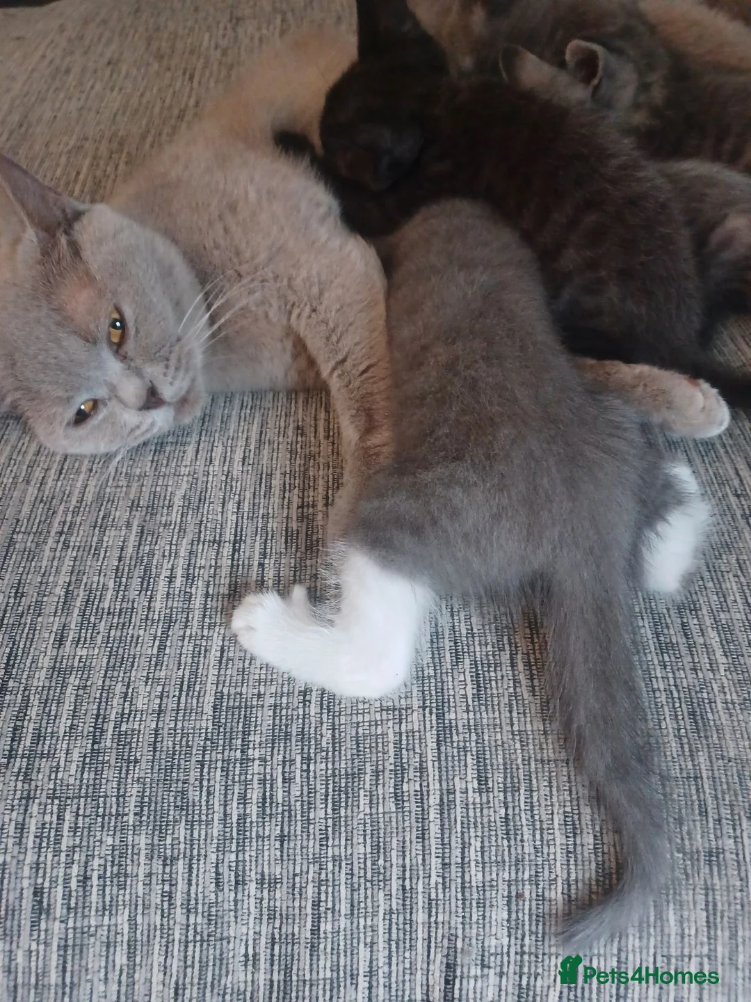 Mixed Breed cats for sale: Maincoon cross kittens ( For sale ) - Advert 10