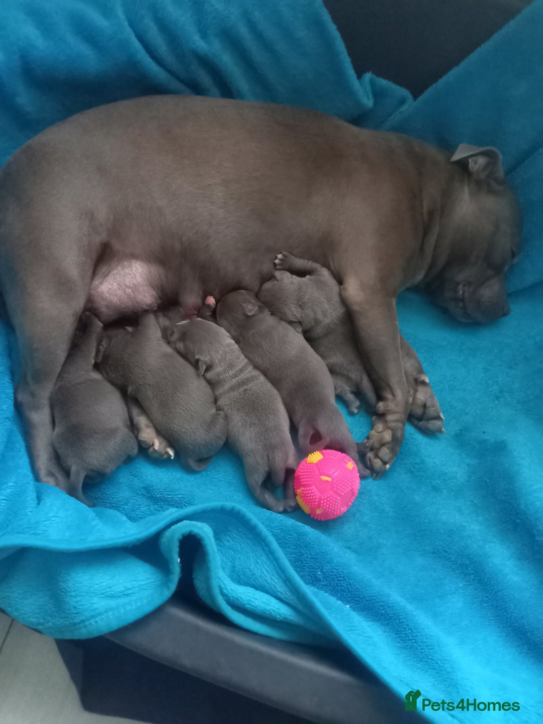 Staffordshire Bull Terrier dogs for sale: Lovely puppy  in Coventry - Image 1