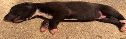 Whippet dogs for sale: Beautiful KC registered Whippet puppies - Advert 8