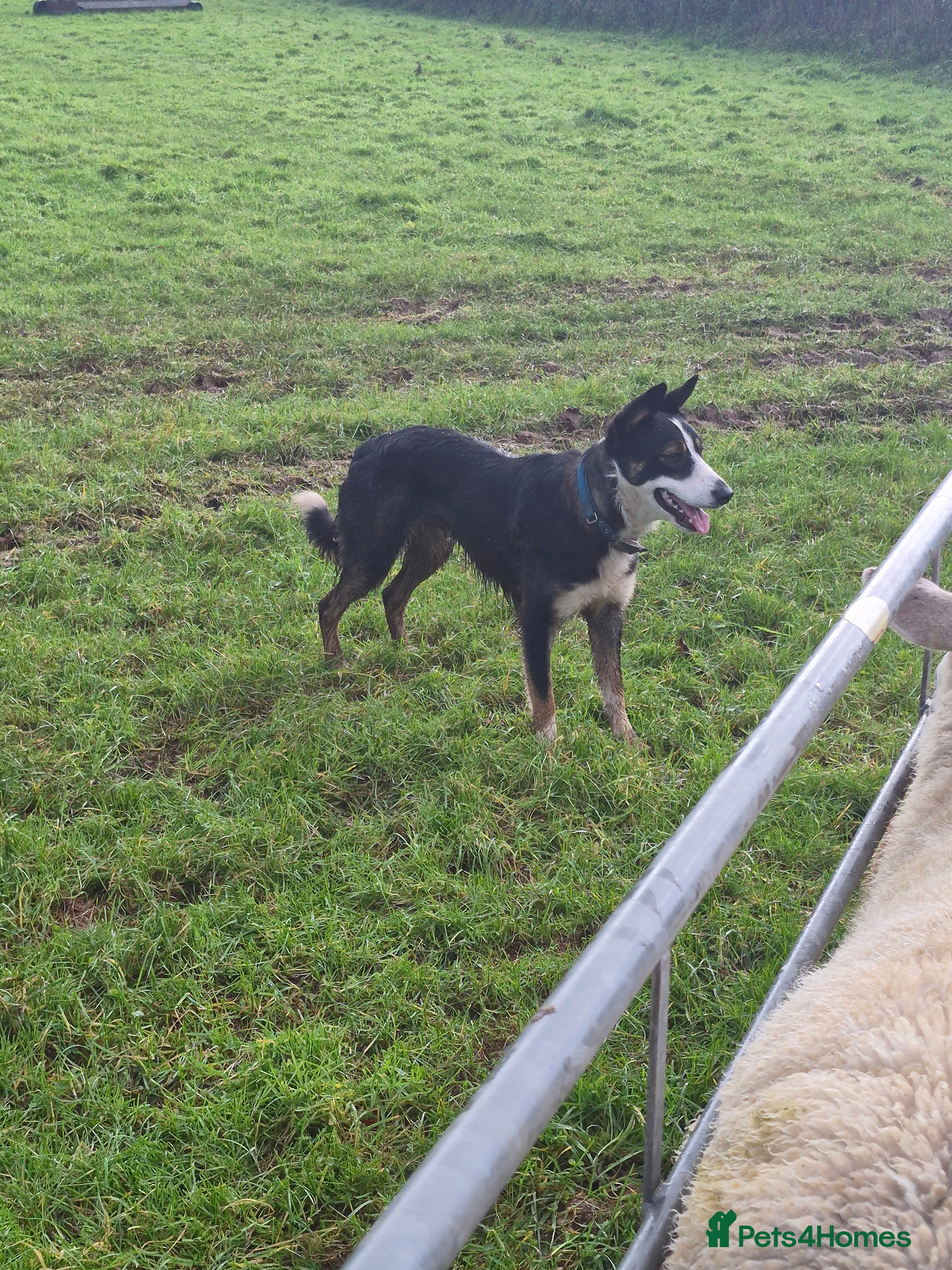 Border Collie dogs Tucker 13 month old collie - Advert 2
