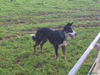 Border Collie dogs Tucker 13 month old collie - Advert 1