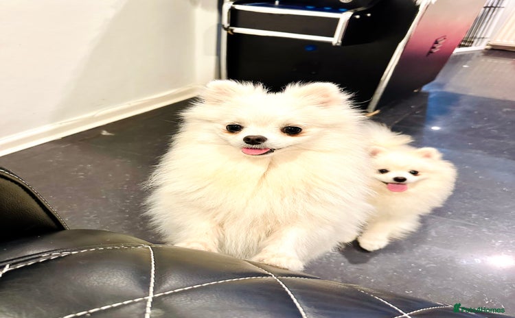 Pomeranian dogs - Advert 7
