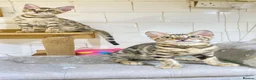 Bengal cats for sale: 🔥✨Pedigree TICA-Registered Bengals - Advert 13