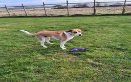 Canaan Dog dogs for adoption: Zico the desert dog  - Advert 2