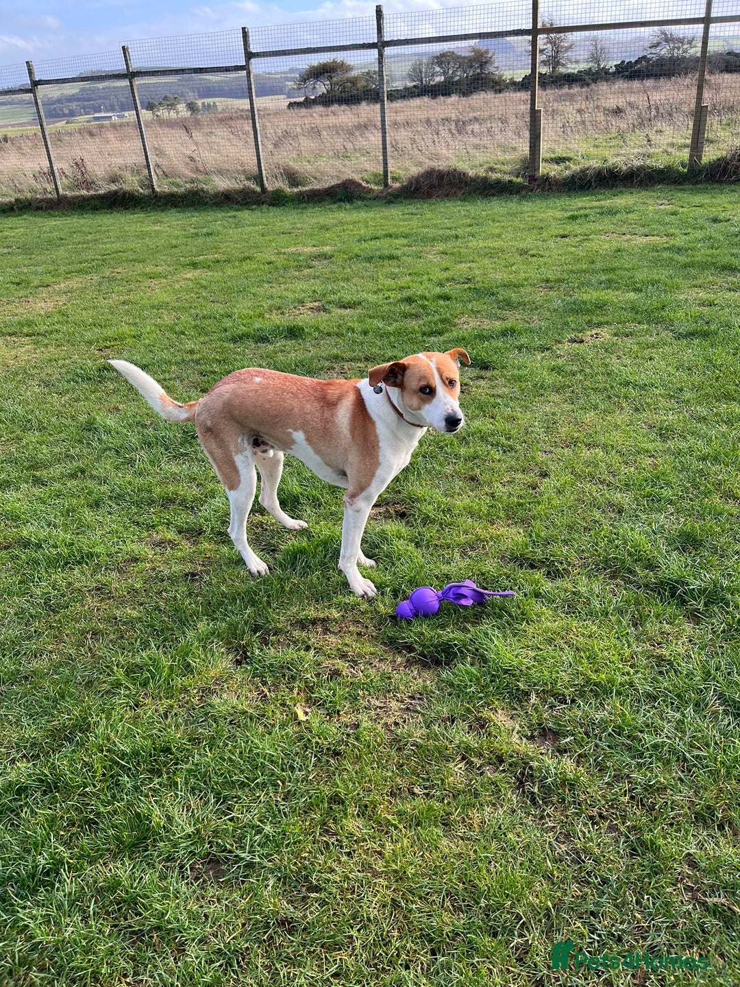 Canaan Dog dogs for adoption: Zico the desert dog  - Advert 2