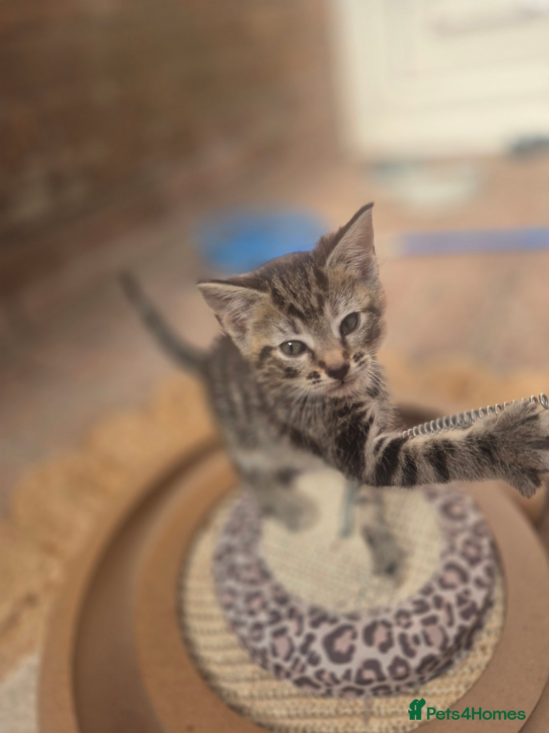 Maine Coon cats for sale: Maine coon x kittens - Image 8