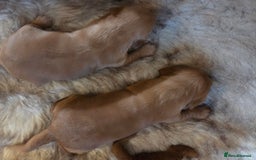 Cocker Spaniel dogs for sale: Beautiful and sweet puppy😊 - Image 5