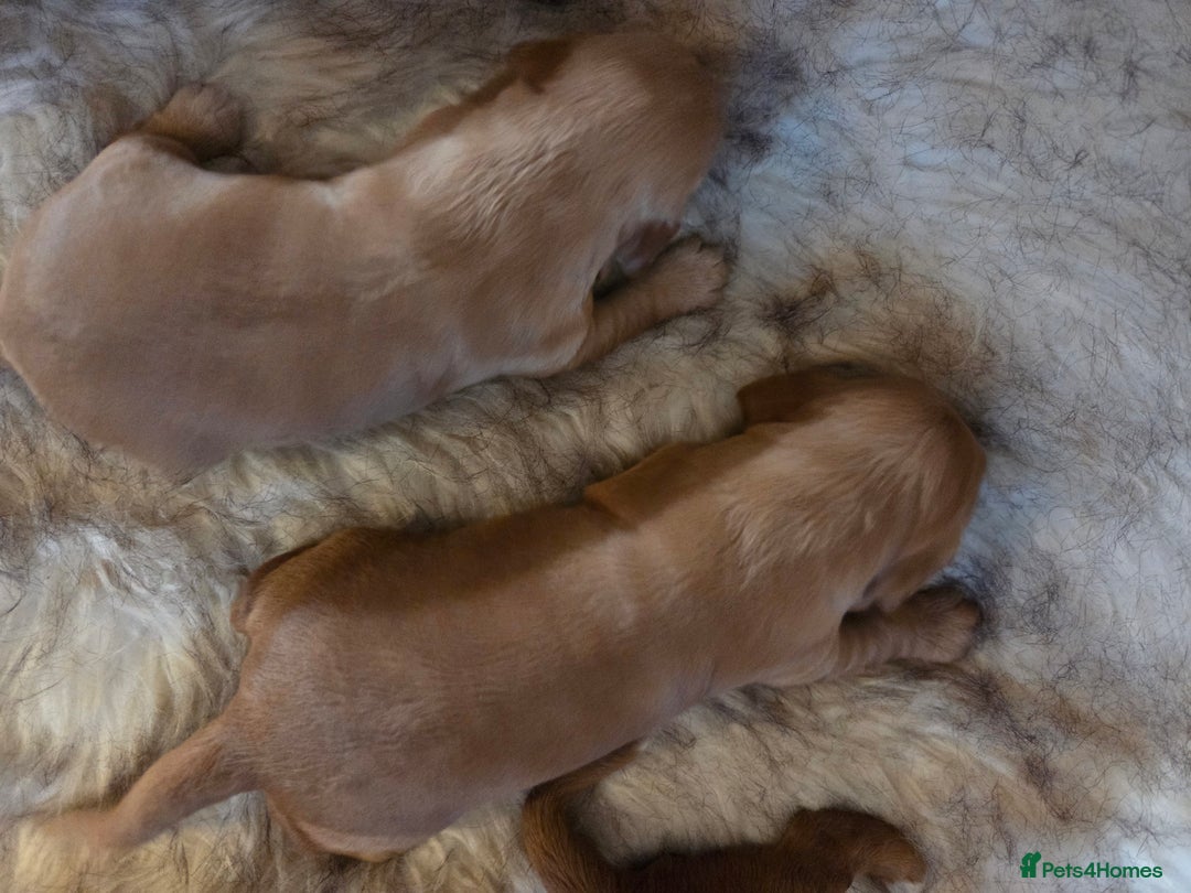Cocker Spaniel dogs for sale: Beautiful and sweet puppy😊 - Image 5