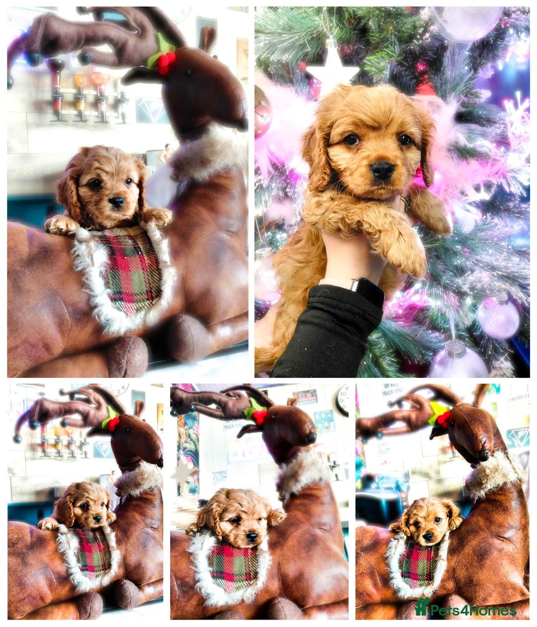Cavapoo dogs for sale: F1b Cavapoo  - Advert 1