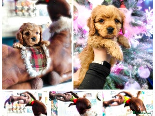 Cavapoo dogs F1b Cavapoo - Advert 4